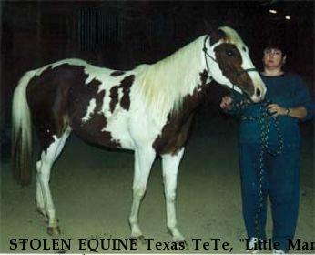 STOLEN EQUINE Texas TeTe, "Little Man" Near Elizabethton, TN, 37643